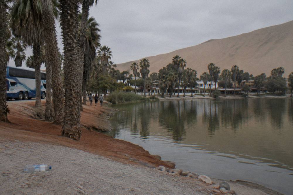 A double-decker tourist bus parked beside a desert oasis with palm trees and sand dunes behind it