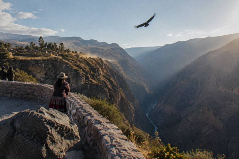 Andean condor soaring over the Cruz del Condor viewpoint at Colca Canyon