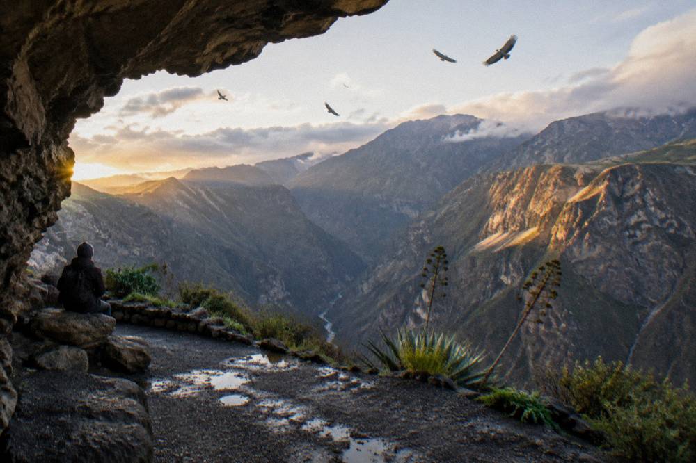 Multiple condors circling above the canyon rim in clear morning light