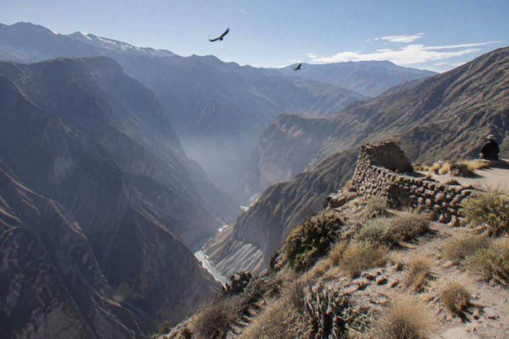 Andean condors circling above the deep rock walls of Colca Canyon in morning light