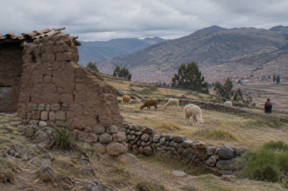 High plain with grazing alpacas behind low stone fences under a wide cloudy sky
