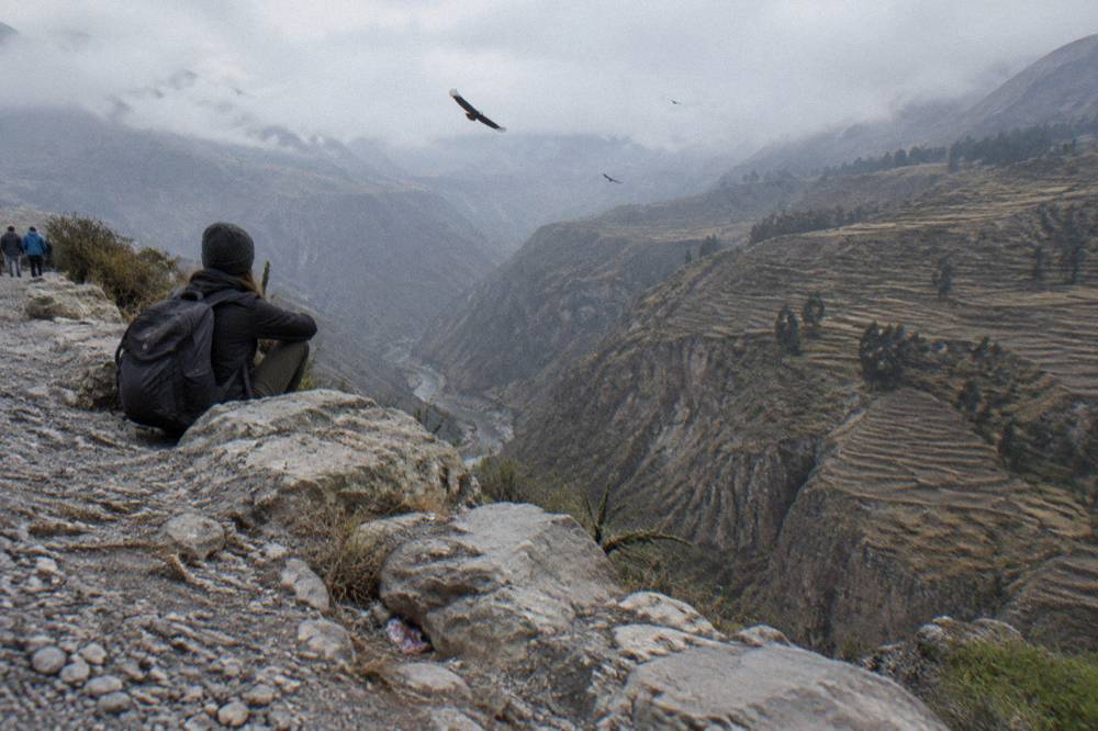 Andean condors soaring over a deep canyon with terraced valley walls in morning light