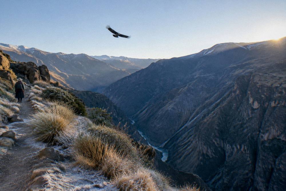 Andean condor soaring above the deep walls of Colca Canyon at dawn