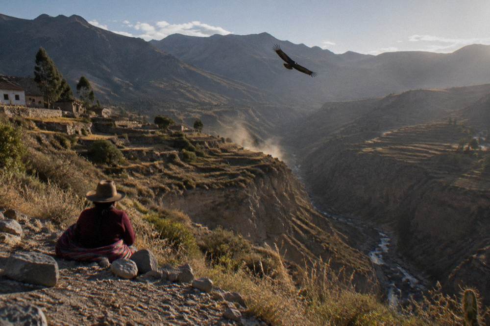 Terraced canyon walls with a condor gliding above the Colca valley
