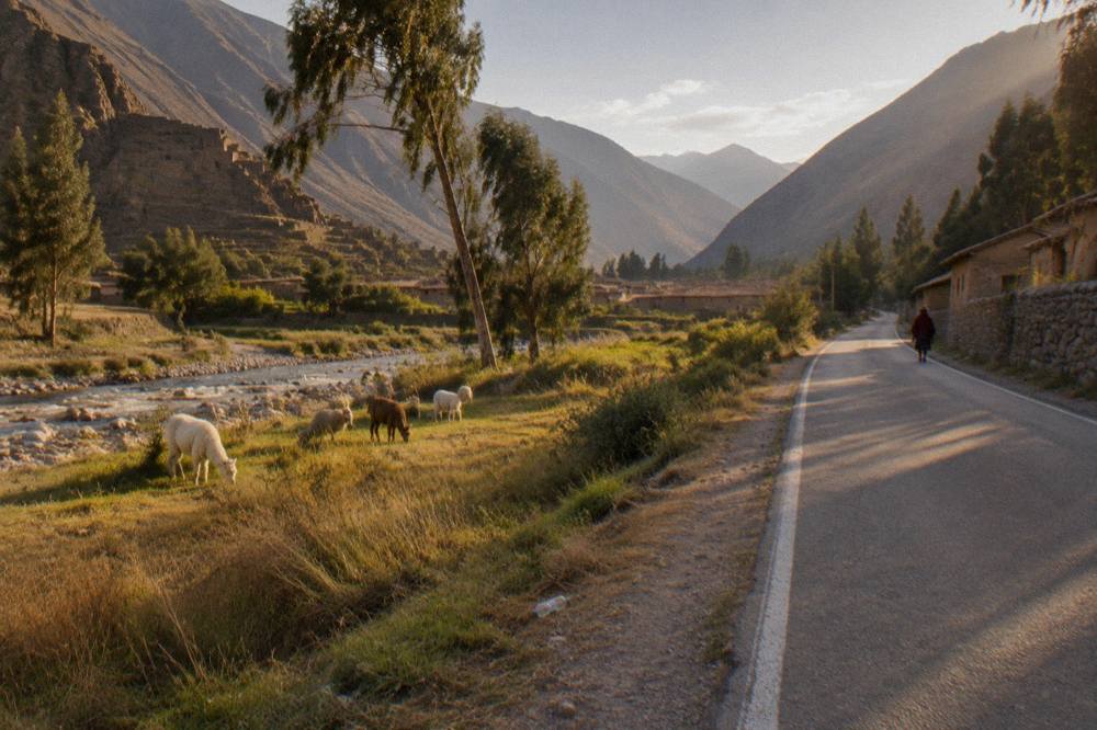Golden altiplano plains stretching to distant hills with a paved road and a small herd of alpacas grazing